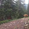 A wild, Telluride dingo lurking along the Prospect trail.