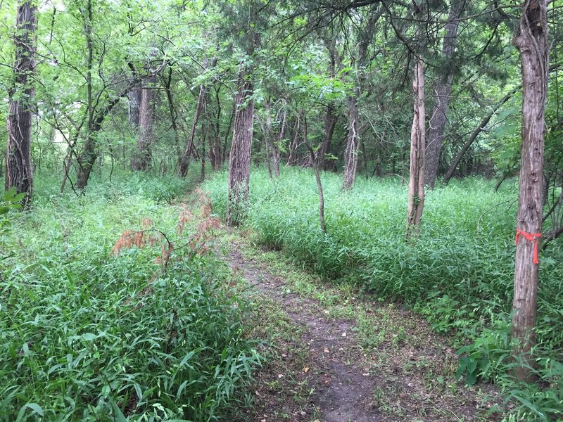 This is a great ride through the woods along the Arkansas River!