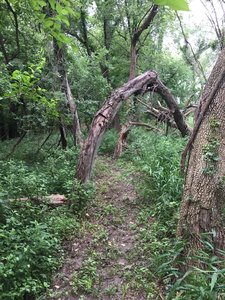 Some interesting trees along the way.