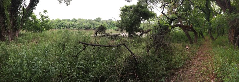 View of the Arkansas River along the trail. Surprisingly, there's little sand along this trail.