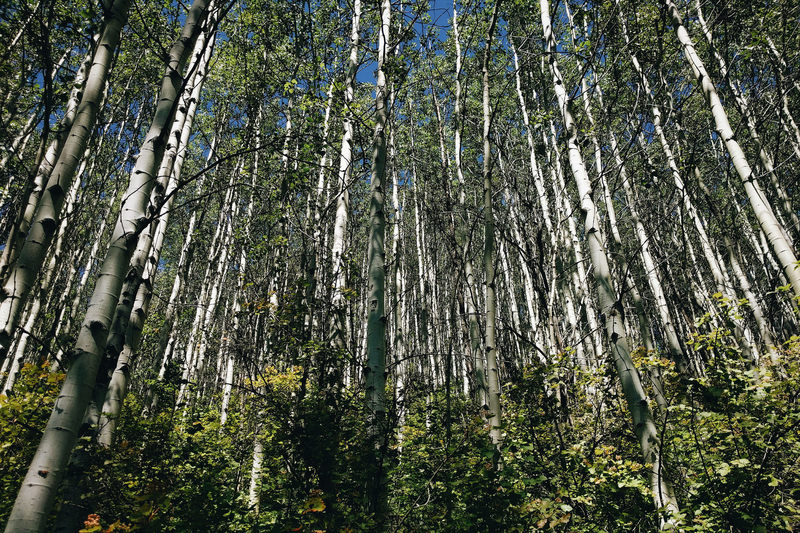 Abercrombie Mountain Aspens.