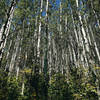 Abercrombie Mountain Aspens.