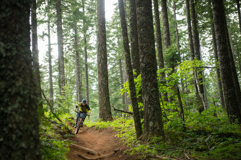 Colin Longmuir races through the open woods on Borderline (133) at Post Canyon, OR.