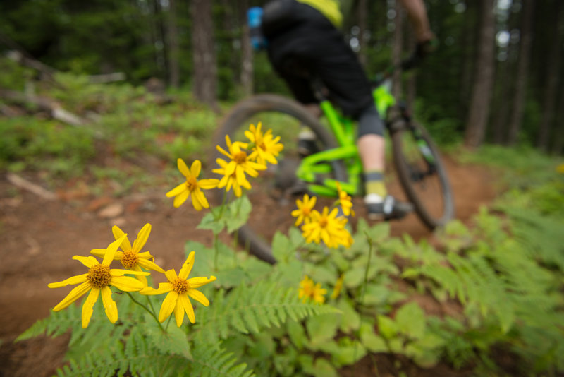 Randall Foster pedals past a pocket of flowers along Borderline (133) during the Cascadia Dirt Cup at Post Canyon, OR.