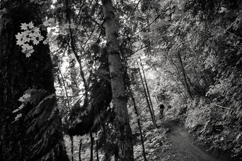 Kristi Pruitt winds into the trees on Dirt Surfer (170) at Post Canyon, OR.