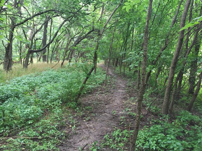 Just about into the wooded area, trail is pretty flat, but fun.