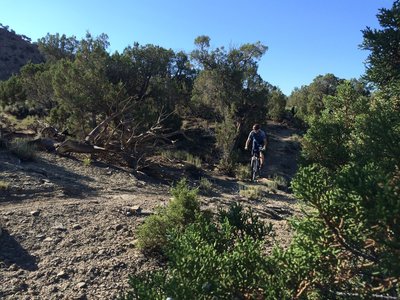 Bill flies through the UUS junipers.