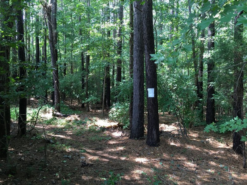 Entrance of the trail at the end of the lot past Chatham Mills Market.