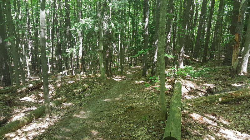 Part of the Aspen Singletrack trail!  Fun ride!