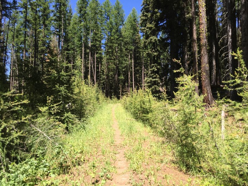 Nice singletrack as you transition to the alpine, rugged trail.