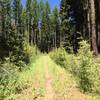 Nice singletrack as you transition to the alpine, rugged trail.