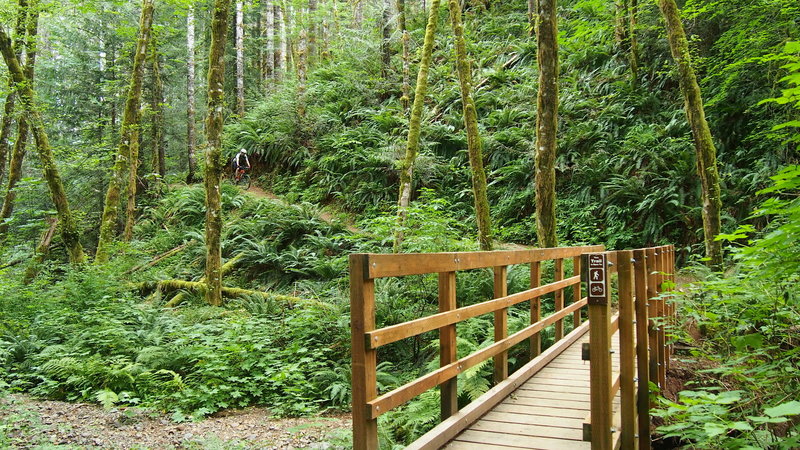 Coasting down the Gale Creek Trail, about to merge with Storey Burn Trail