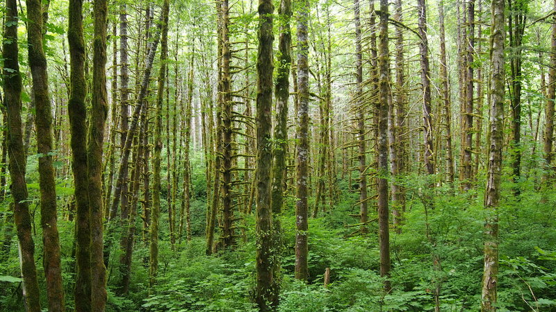 Really love the way the forest can open up in Tillamook State Forest.