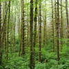 Really love the way the forest can open up in Tillamook State Forest.
