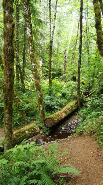 Nice little stream crossing on the trail.