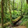 Nice little stream crossing on the trail.