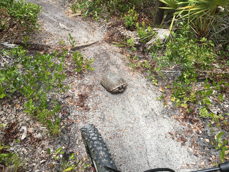 Watch for other trail users, of all species.