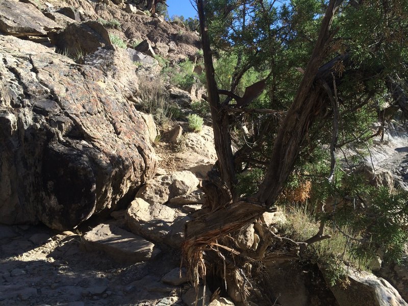 The crux of Rusty Shovel. Notice the shovel head lying in the juniper tree?