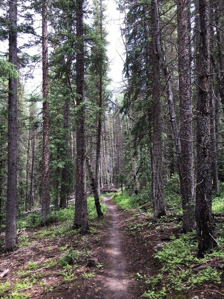 Flowy downhill through the trees.