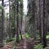 Flowy downhill through the trees.