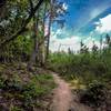 First part of the trail. Gorgeous blue skies and green trees!