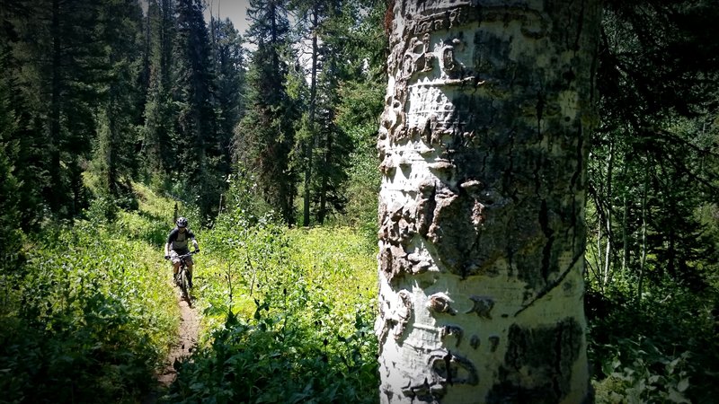 Through the woods on the Red Creek uphill.