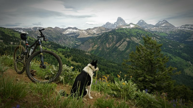 View of the Tetons from near the top of 38 special ... all downhill from here!