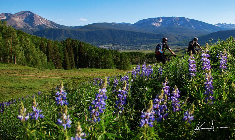 Lupine and mountain biking above town.