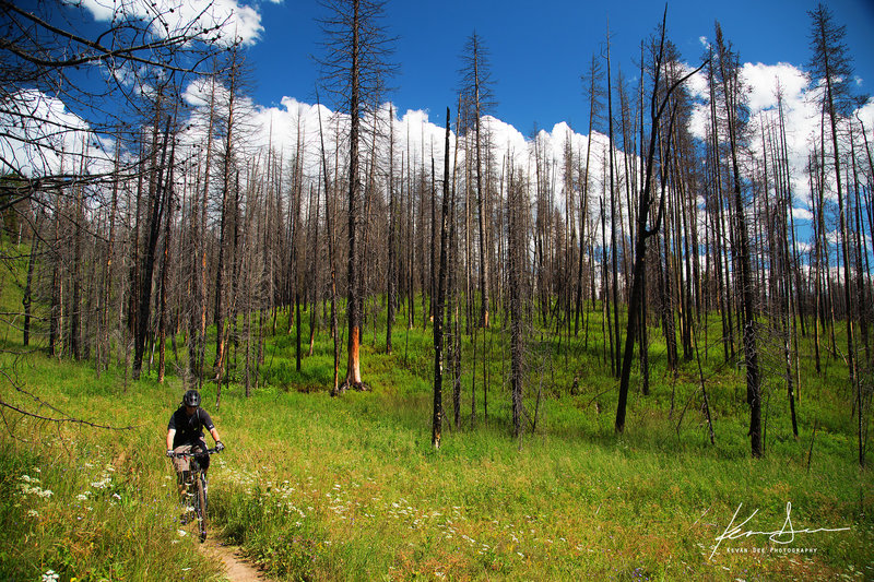 Riding through an old burn area.