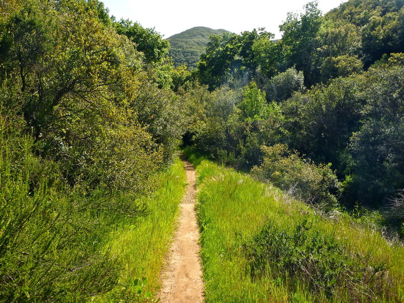 Along the Backbone Trail. with permission from laollis