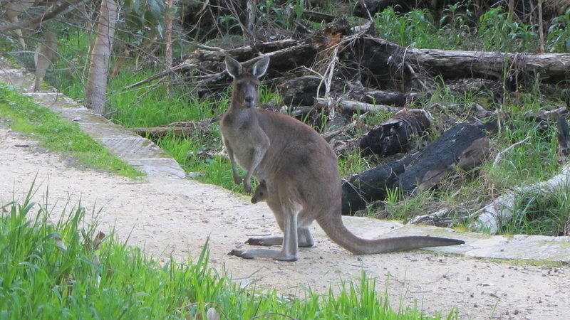 Kangaroos are almost certain to be spotted in the Gnangara-Moore River State Forest.