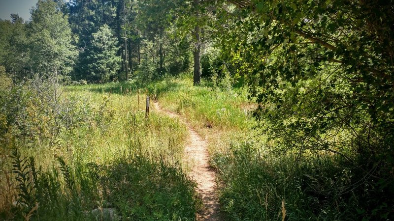 Winding singletrack descends south of Mt. Herman Road, along North Beaver Creek.