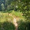 Winding singletrack descends south of Mt. Herman Road, along North Beaver Creek.