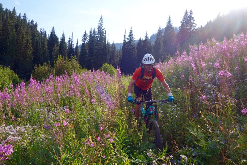 Descending through fireweed.