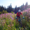 Descending through fireweed.