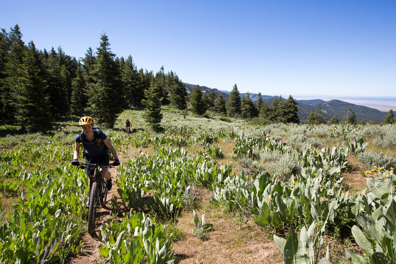 Pedaling through high meadows on the Crane Mountain NRT.