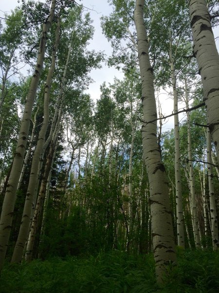 One of the many awesome aspen groves on this trail.