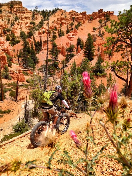 Enjoying the beautiful hoodoos at Thunder Mountain Utah. Behind the camera: Susan Bryan. Rider: Zach B.