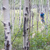 Rippin' through the aspens at 9,000 feet in Golden Gate Canyon State Park