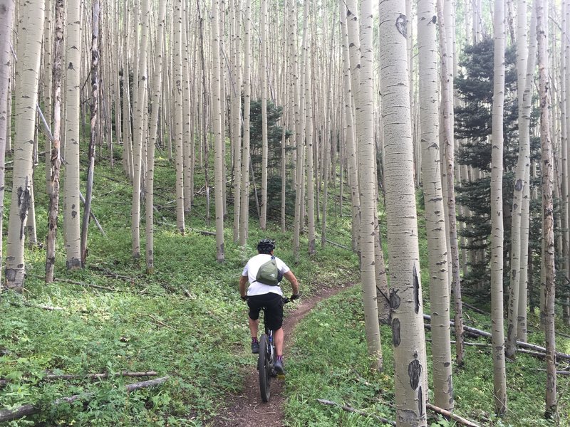 An amazing aspen glade on the south boundary trail #164 in Taos, New Mexico.