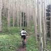 An amazing aspen glade on the south boundary trail #164 in Taos, New Mexico.