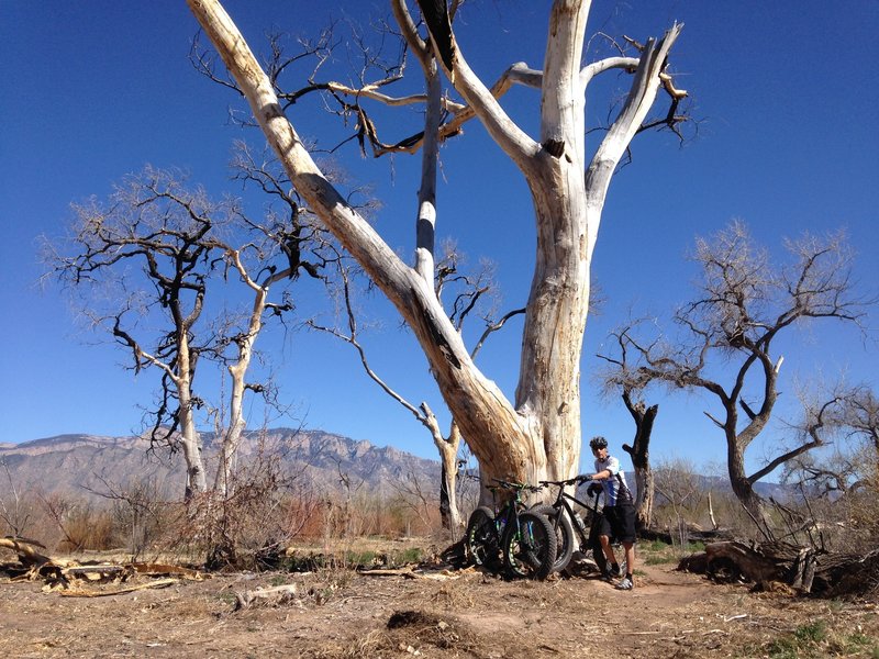 Old cottonwood tress near the Rio Grande.