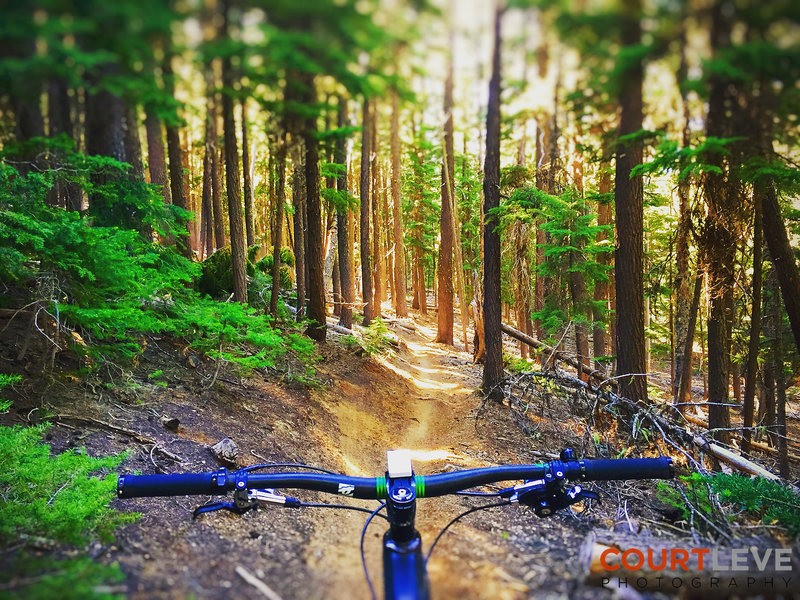 Endless trails in OR...