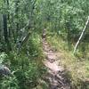 Fun wooded singletrack.