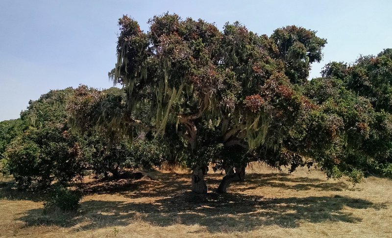 Cruisin' through the dwarf oak forest.