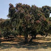 Cruisin' through the dwarf oak forest.