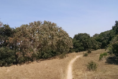 Trail 44 flow...