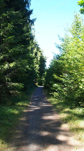 Nice little shaded piece of trail.