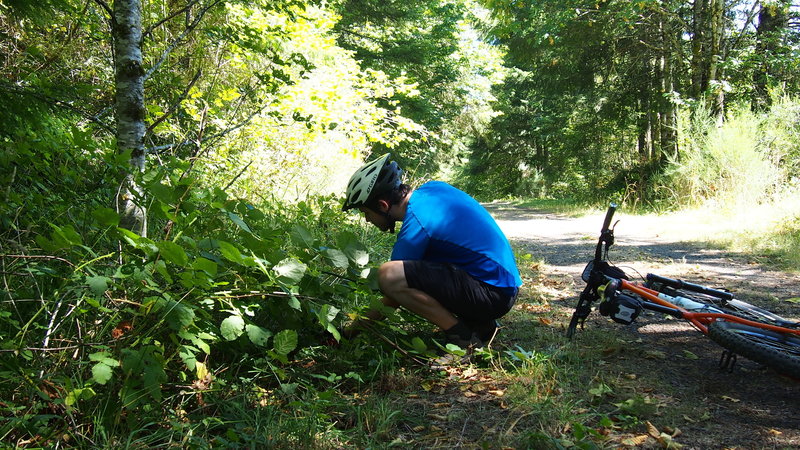 In late summer, much of the trail is lined in blackberries! Mmmm! Be sure to get a big, fat juicy one in the sun.