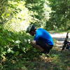 In late summer, much of the trail is lined in blackberries! Mmmm! Be sure to get a big, fat juicy one in the sun.